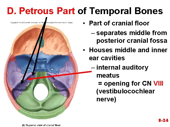 D. Petrous Part of Temporal Bones • Part of cranial floor – separates middle D. Petrous Part of Temporal Bones • Part of cranial floor – separates middle