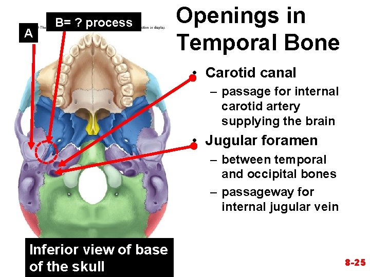 A B= ? process Openings in Temporal Bone • Carotid canal – passage for A B= ? process Openings in Temporal Bone • Carotid canal – passage for