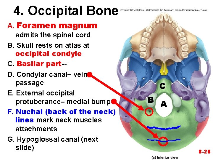 4. Occipital Bone A. Foramen magnum admits the spinal cord B. Skull rests on 4. Occipital Bone A. Foramen magnum admits the spinal cord B. Skull rests on
