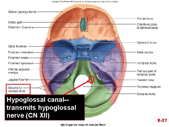 Hypoglossal canal-transmits hypoglossal nerve (CN XII) 8 -27 Hypoglossal canal-transmits hypoglossal nerve (CN XII) 8 -27