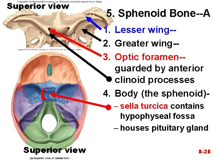 Superior view 5. Sphenoid Bone--A 1. Lesser wing-2. Greater wing-3. Optic foramen-guarded by anterior Superior view 5. Sphenoid Bone--A 1. Lesser wing-2. Greater wing-3. Optic foramen-guarded by anterior