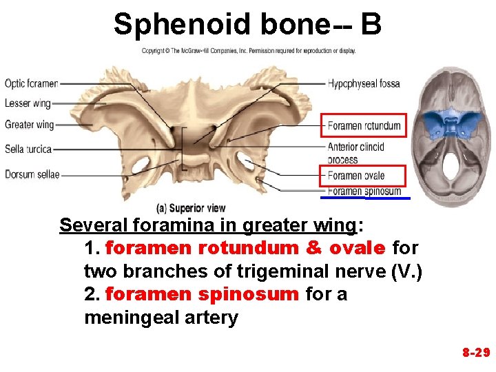 Sphenoid bone-- B Several foramina in greater wing: 1. foramen rotundum & ovale for Sphenoid bone-- B Several foramina in greater wing: 1. foramen rotundum & ovale for
