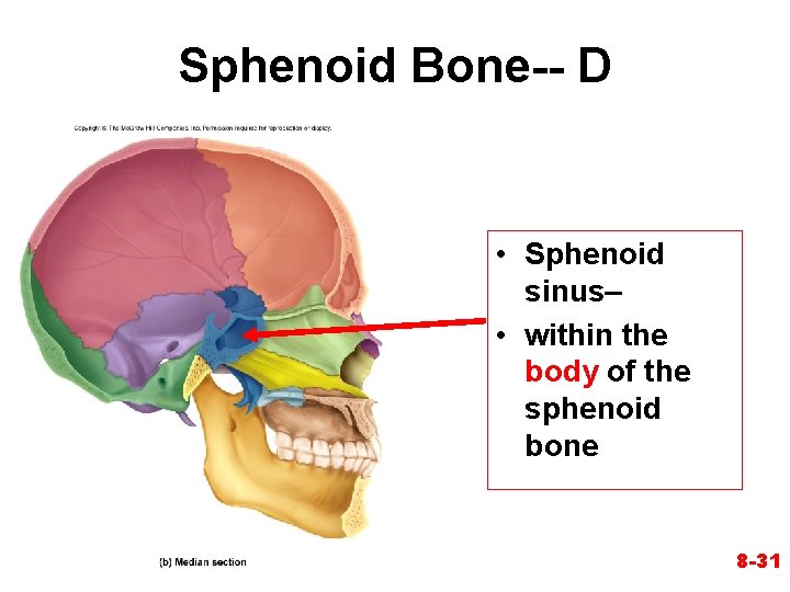 Sphenoid Bone-- D • Sphenoid sinus– • within the body of the sphenoid bone Sphenoid Bone-- D • Sphenoid sinus– • within the body of the sphenoid bone