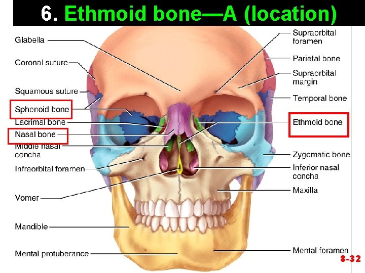 6. Ethmoid bone—A (location) 8 -32 6. Ethmoid bone—A (location) 8 -32