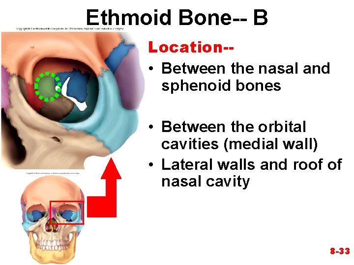 Ethmoid Bone-- B Location- • Between the nasal and sphenoid bones • Between the Ethmoid Bone-- B Location- • Between the nasal and sphenoid bones • Between the