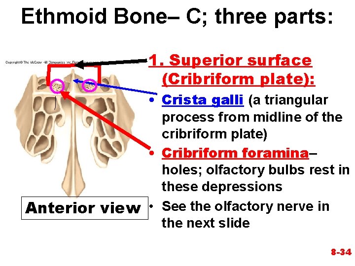 Ethmoid Bone– C; three parts: 1. Superior surface (Cribriform plate): • Crista galli (a Ethmoid Bone– C; three parts: 1. Superior surface (Cribriform plate): • Crista galli (a