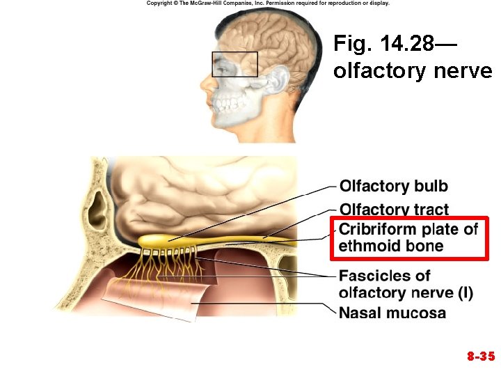 Fig. 14. 28— olfactory nerve 8 -35 Fig. 14. 28— olfactory nerve 8 -35