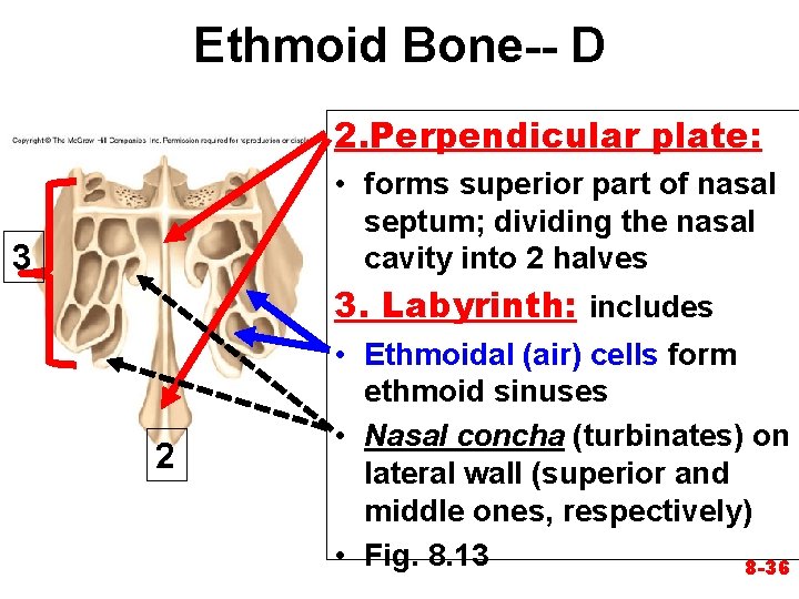 Ethmoid Bone-- D 2. Perpendicular plate: • forms superior part of nasal septum; dividing Ethmoid Bone-- D 2. Perpendicular plate: • forms superior part of nasal septum; dividing