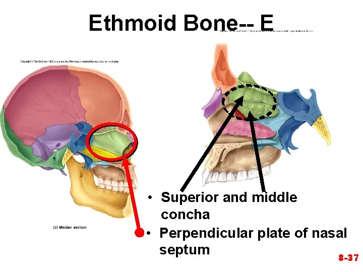 Ethmoid Bone-- E • Superior and middle concha • Perpendicular plate of nasal septum Ethmoid Bone-- E • Superior and middle concha • Perpendicular plate of nasal septum
