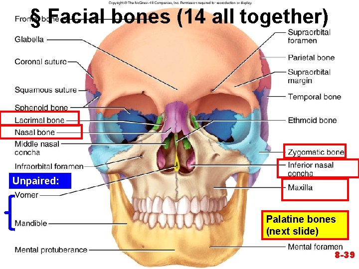 § Facial bones (14 all together) Unpaired: Palatine bones (next slide) 8 -39 § Facial bones (14 all together) Unpaired: Palatine bones (next slide) 8 -39