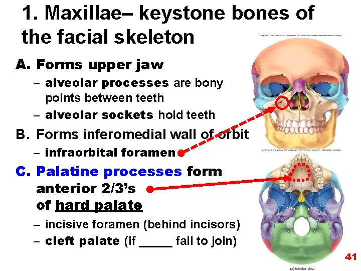 1. Maxillae– keystone bones of the facial skeleton A. Forms upper jaw – alveolar 1. Maxillae– keystone bones of the facial skeleton A. Forms upper jaw – alveolar