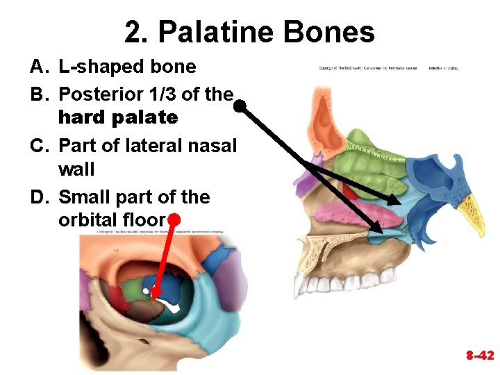 2. Palatine Bones A. L-shaped bone B. Posterior 1/3 of the hard palate C. 2. Palatine Bones A. L-shaped bone B. Posterior 1/3 of the hard palate C.