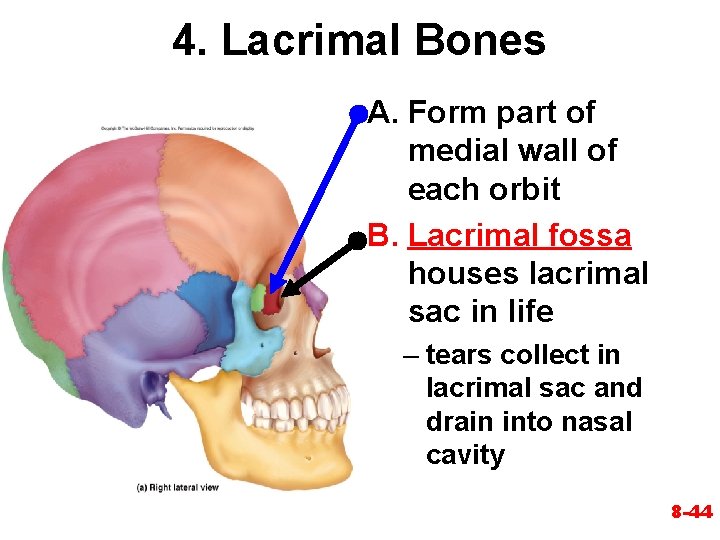 4. Lacrimal Bones A. Form part of medial wall of each orbit B. Lacrimal 4. Lacrimal Bones A. Form part of medial wall of each orbit B. Lacrimal