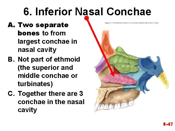 6. Inferior Nasal Conchae A. Two separate bones to from largest conchae in nasal 6. Inferior Nasal Conchae A. Two separate bones to from largest conchae in nasal