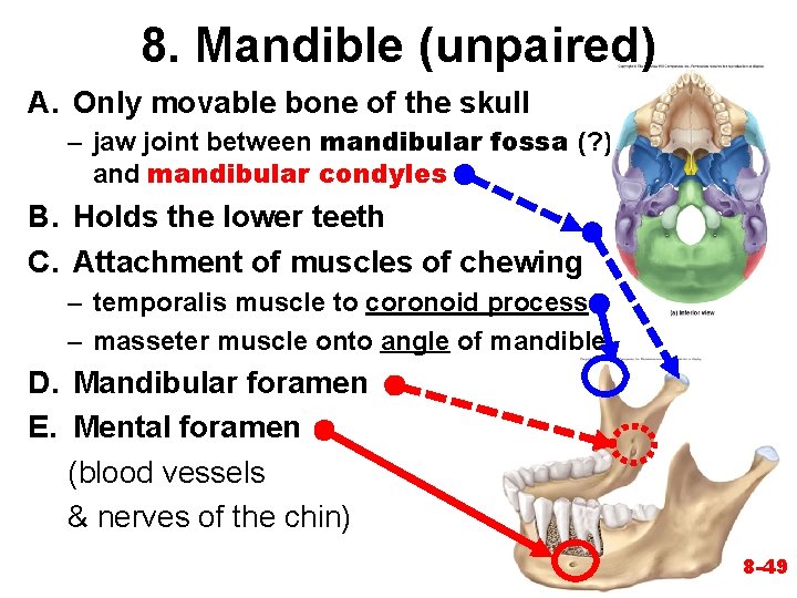 8. Mandible (unpaired) A. Only movable bone of the skull – jaw joint between 8. Mandible (unpaired) A. Only movable bone of the skull – jaw joint between