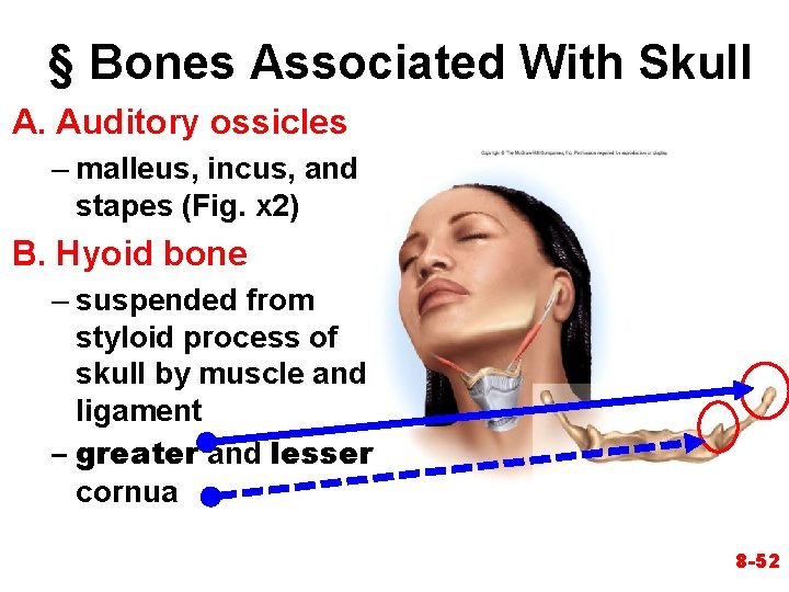 § Bones Associated With Skull A. Auditory ossicles – malleus, incus, and stapes (Fig. § Bones Associated With Skull A. Auditory ossicles – malleus, incus, and stapes (Fig.