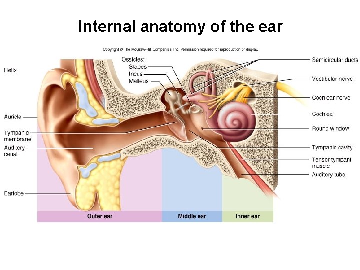 Internal anatomy of the ear Internal anatomy of the ear