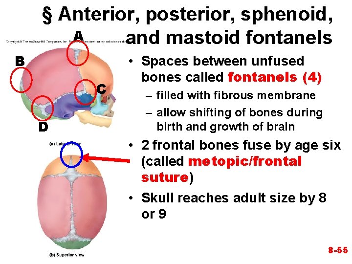 § Anterior, posterior, sphenoid, A and mastoid fontanels B C D • Spaces between § Anterior, posterior, sphenoid, A and mastoid fontanels B C D • Spaces between