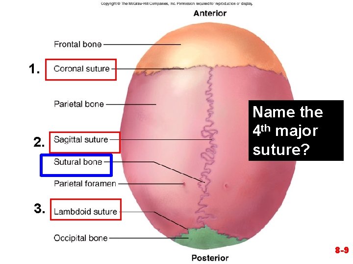 1. 2. Name the 4 th major suture? 3. 8 -9 1. 2. Name the 4 th major suture? 3. 8 -9