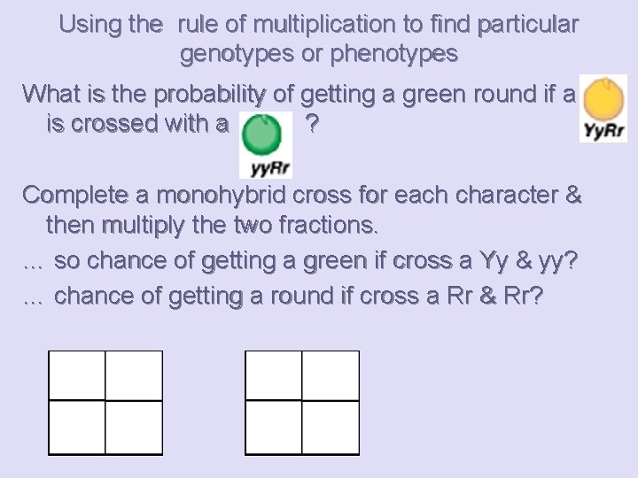 Using the rule of multiplication to find particular genotypes or phenotypes What is the