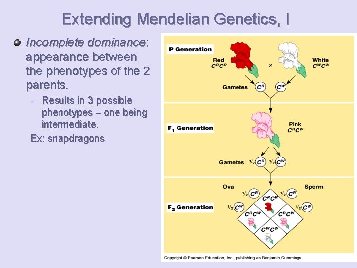 Extending Mendelian Genetics, I Incomplete dominance: appearance between the phenotypes of the 2 parents.