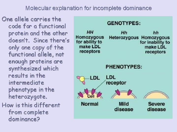 Molecular explanation for incomplete dominance One allele carries the code for a functional protein