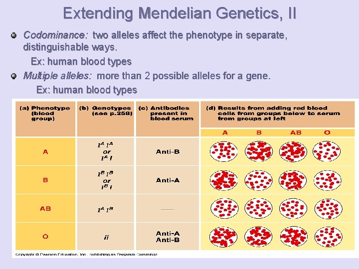 Extending Mendelian Genetics, II Codominance: two alleles affect the phenotype in separate, distinguishable ways.