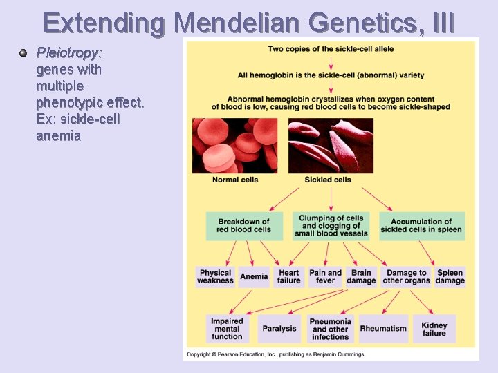 Extending Mendelian Genetics, III Pleiotropy: genes with multiple phenotypic effect. Ex: sickle-cell anemia 