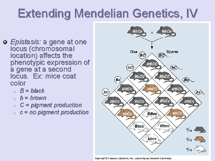 Extending Mendelian Genetics, IV Epistasis: a gene at one locus (chromosomal location) affects the