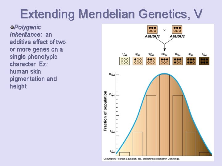 Extending Mendelian Genetics, V Polygenic Inheritance: an additive effect of two or more genes