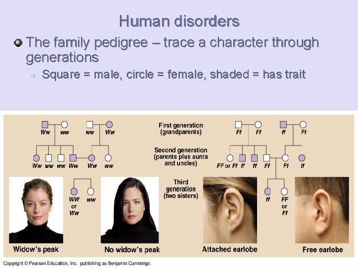 Human disorders The family pedigree – trace a character through generations n Square =