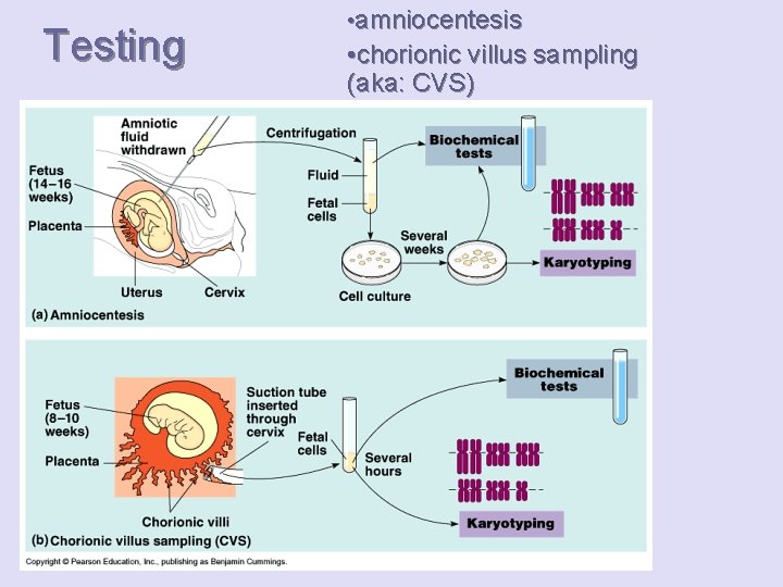 Testing • amniocentesis • chorionic villus sampling (aka: CVS) 