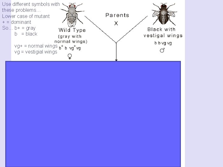 Use different symbols with these problems… Lower case of mutant + = dominant So…