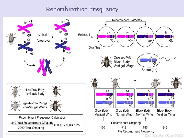 Recombination Frequency 