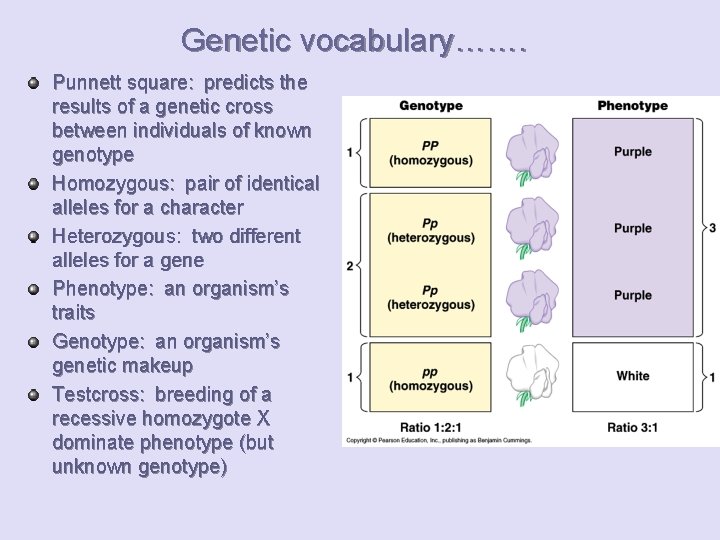 Genetic vocabulary……. Punnett square: predicts the results of a genetic cross between individuals of