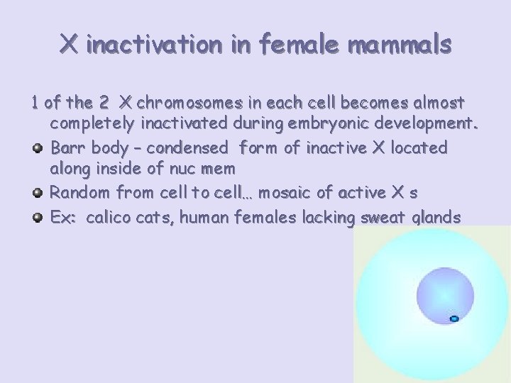 X inactivation in female mammals 1 of the 2 X chromosomes in each cell