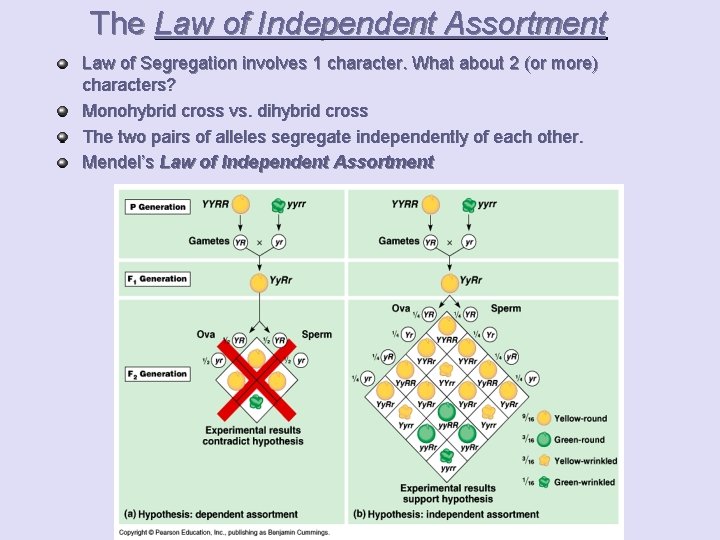 The Law of Independent Assortment Law of Segregation involves 1 character. What about 2