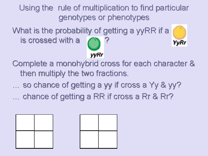 Using the rule of multiplication to find particular genotypes or phenotypes What is the