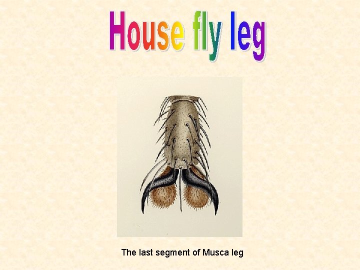 The last segment of Musca leg 
