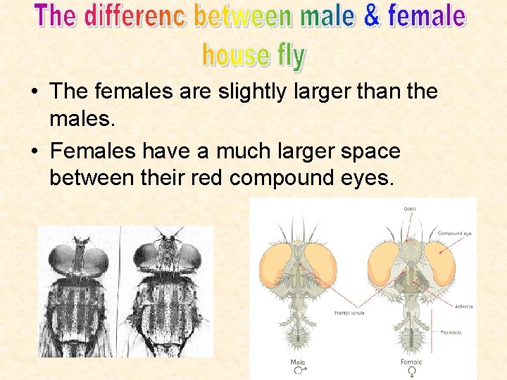  • The females are slightly larger than the males. • Females have a
