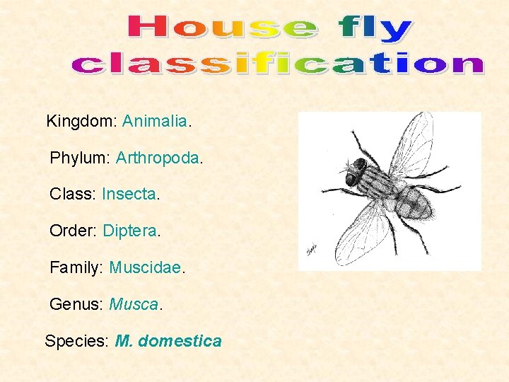  Kingdom: Animalia. Phylum: Arthropoda. Class: Insecta. Order: Diptera. Family: Muscidae. Genus: Musca. Species: