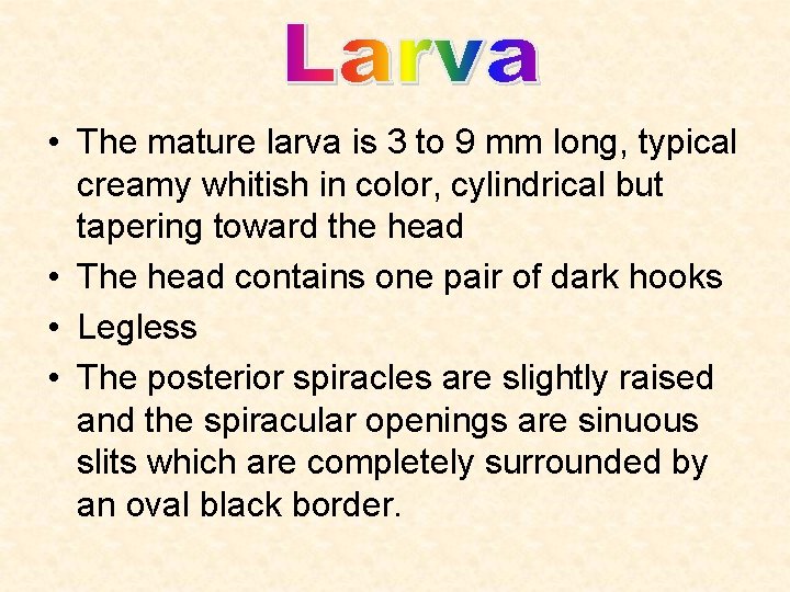  • The mature larva is 3 to 9 mm long, typical creamy whitish
