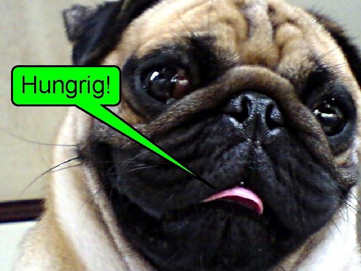 Hungrig! Hungrig!