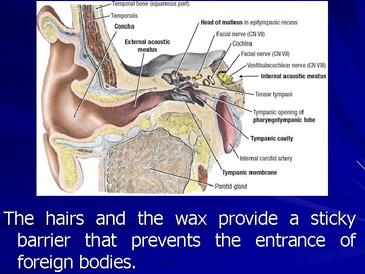 The hairs and the wax provide a sticky barrier that prevents the entrance of