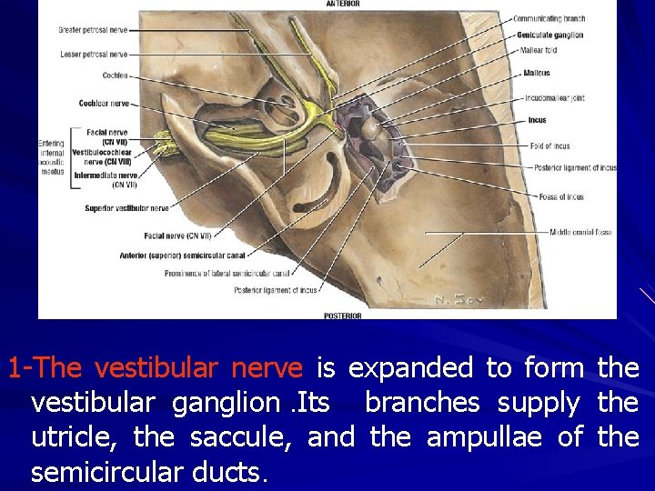 1 -The vestibular nerve is expanded to form the vestibular ganglion. Its branches supply