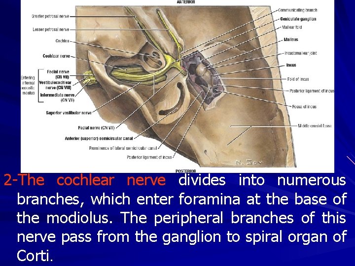 2 -The cochlear nerve divides into numerous branches, which enter foramina at the base