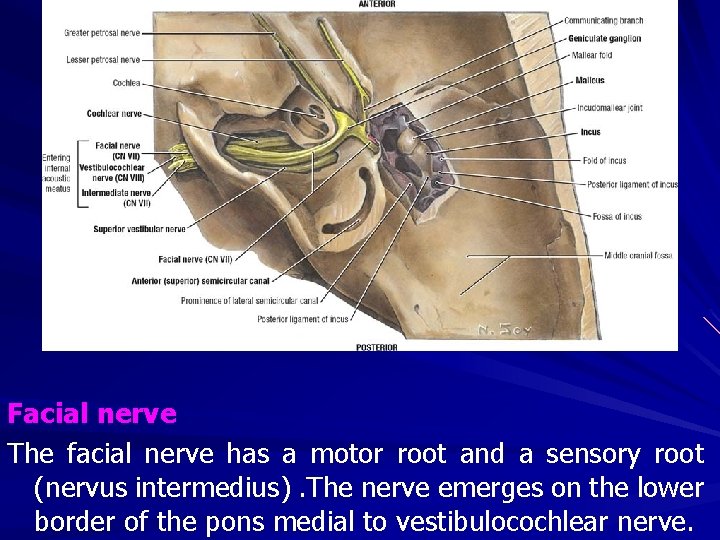 Facial nerve The facial nerve has a motor root and a sensory root (nervus