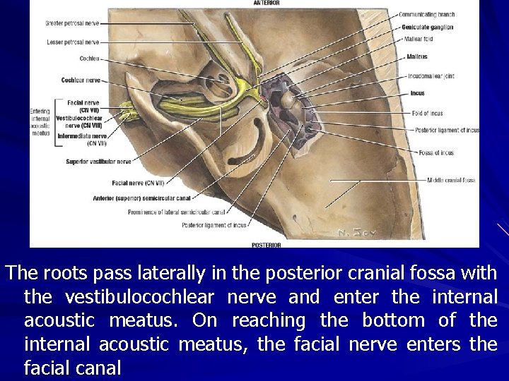 The roots pass laterally in the posterior cranial fossa with the vestibulocochlear nerve and