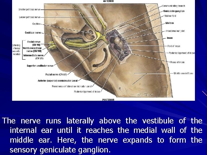The nerve runs laterally above the vestibule of the internal ear until it reaches