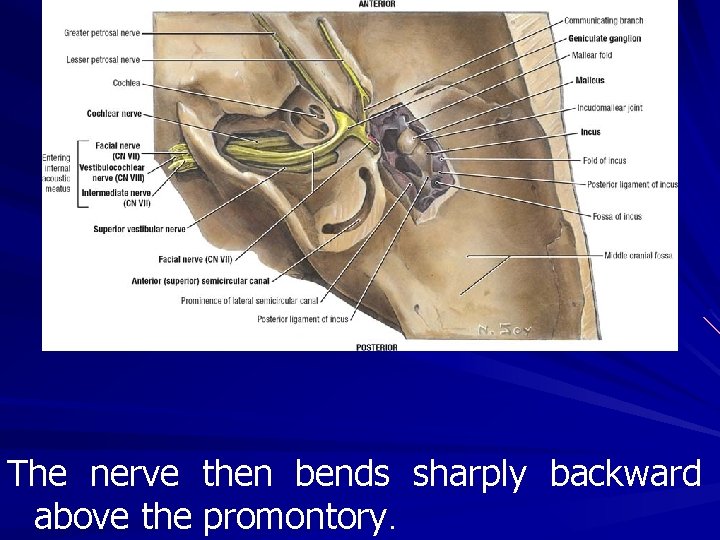 The nerve then bends sharply backward above the promontory. 